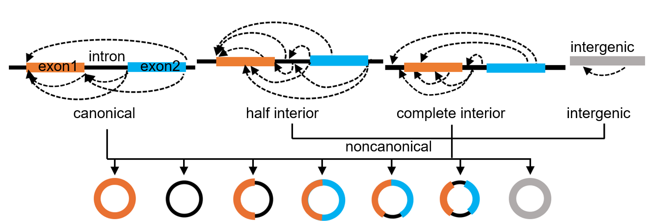 CircRNA Types Diagram